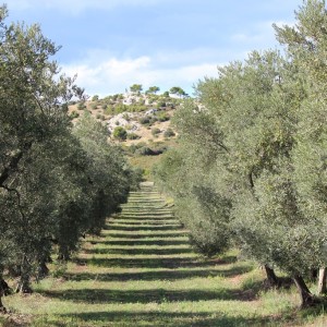 Journée en Provence - Autour des Baux de Provence