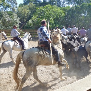 A weekend in Marseille – Cassis and Camargue