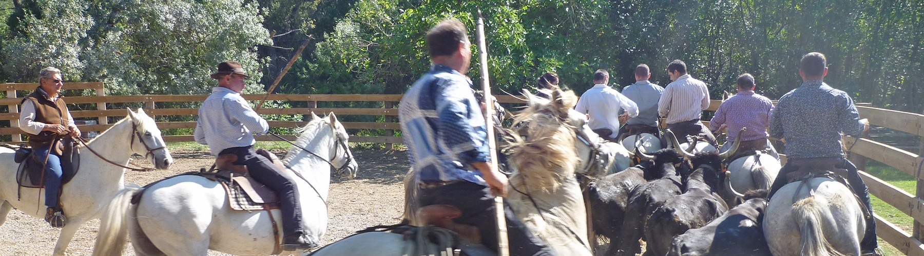 Journée en Camargue - Au cœur d'une manade