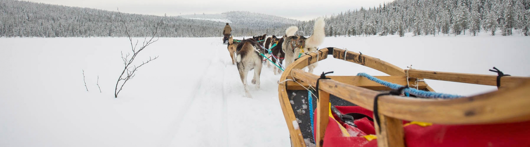 Voyage récompense Laponie - Sur la piste des loups