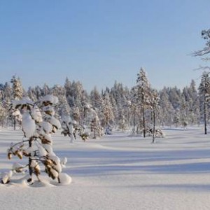 Voyage récompense Laponie - Sur la piste des loups