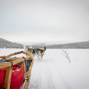 Voyage récompense Laponie - Sur la piste des loups