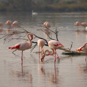 Séminaire au cœur de la Camargue