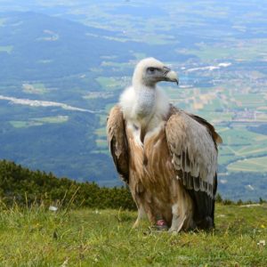 Escapade en Aveyron