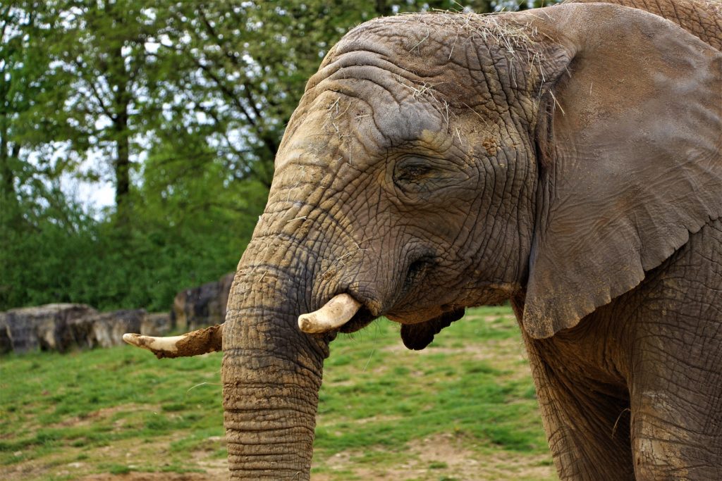 Châteaux de la Loire et le Zoo de Beauval