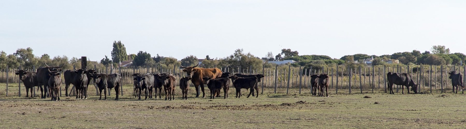 Journée en Camargue