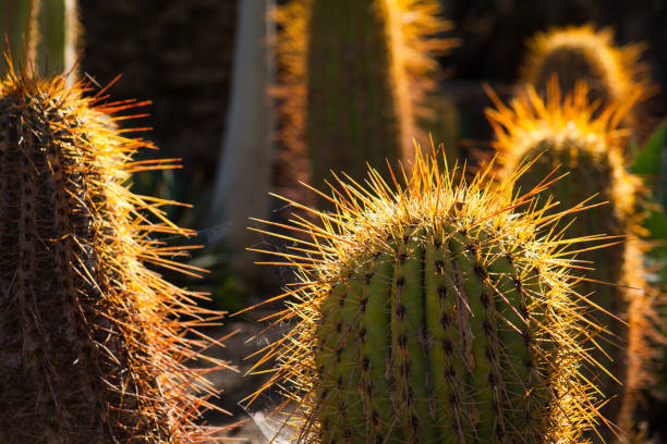 Cacti Green spring landscape botanical landscape park on Canary Islands with many endemic cactus species and pam trees.