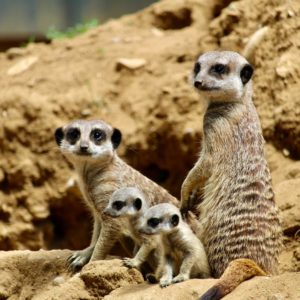 Journée Ardèche et Drôme - Train Ardéchois et Zoo d'Upie