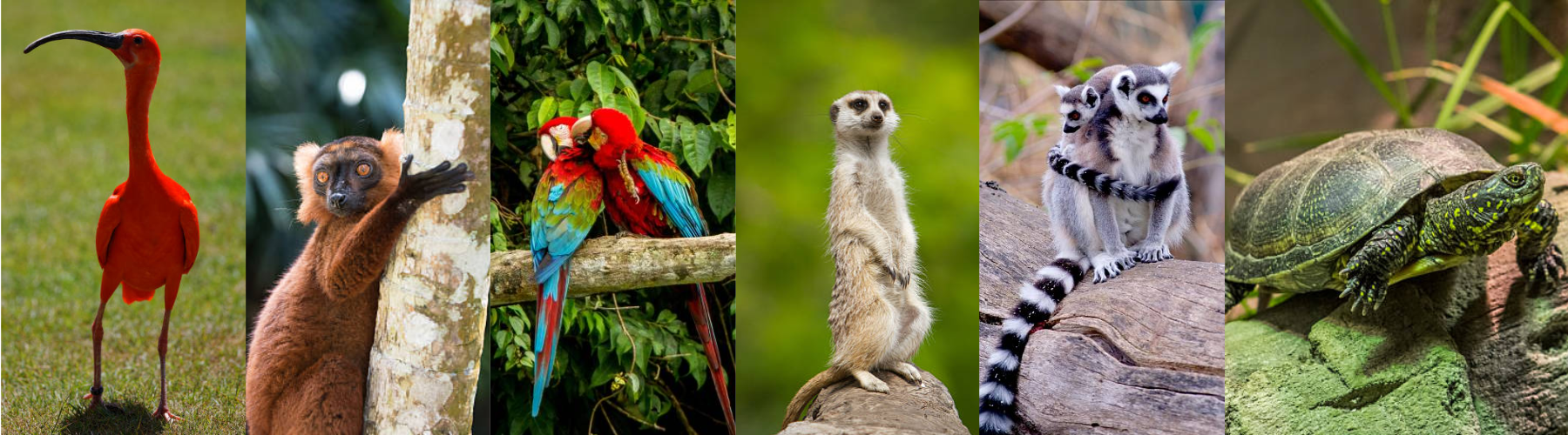 Journée Ardèche et Drôme - Train Ardéchois et Zoo d'Upie