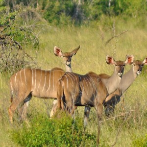 Voyage en Afrique du Sud - Diversité ethnique et naturelle