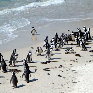 Voyage en Afrique du Sud - Diversité ethnique et naturelle