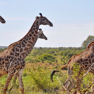 Voyage en Afrique du Sud - Diversité ethnique et naturelle