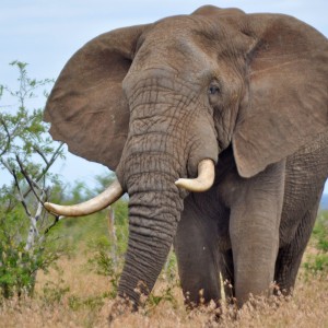 Voyage en Afrique du Sud - Diversité ethnique et naturelle