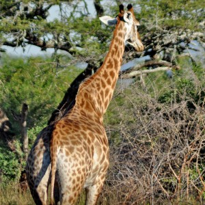 Voyage en Afrique du Sud - Diversité ethnique et naturelle