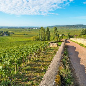 Escapade en Bourgogne - Dijon, Beaune