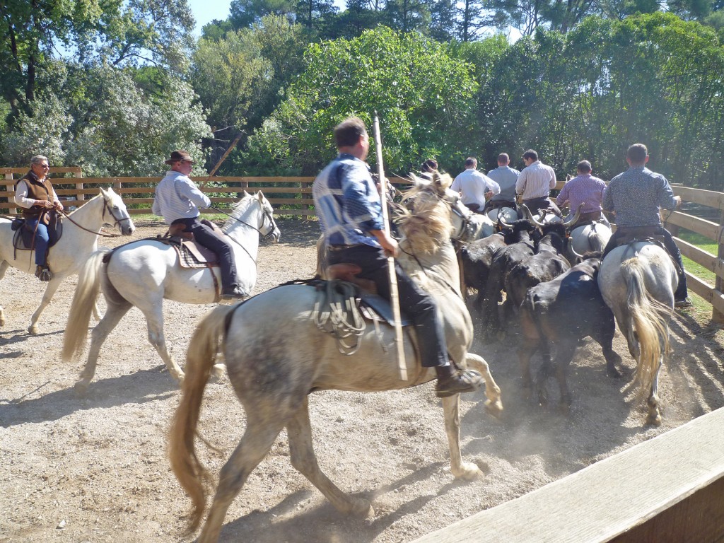 Journée en Camargue - Au cœur d'une manade