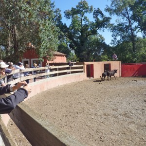 Journée en Camargue - Au cœur d'une manade