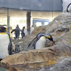 Séjour sur la Côte d'Azur - Marineland et Monaco