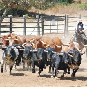 Journée en Camargue - Au cœur d'une manade