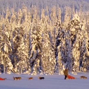 Voyage récompense Laponie - Sur la piste des loups