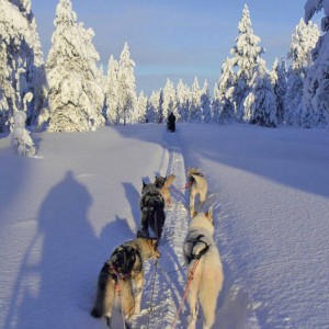 Voyage récompense Laponie - Sur la piste des loups