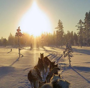 Voyage récompense Laponie - Sur la piste des loups