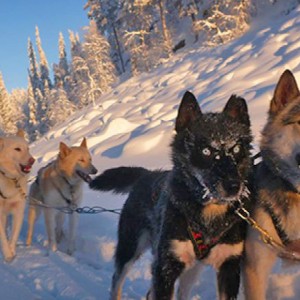 Voyage récompense Laponie - Sur la piste des loups