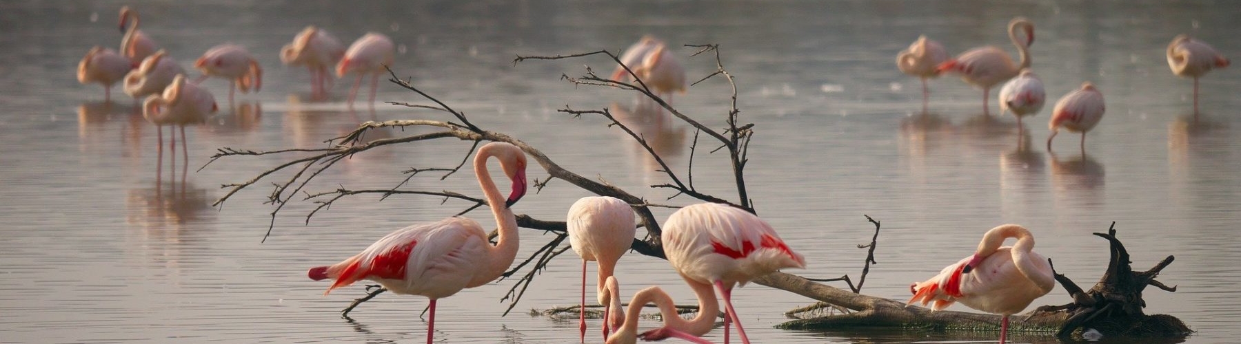 Séminaire au cœur de la Camargue