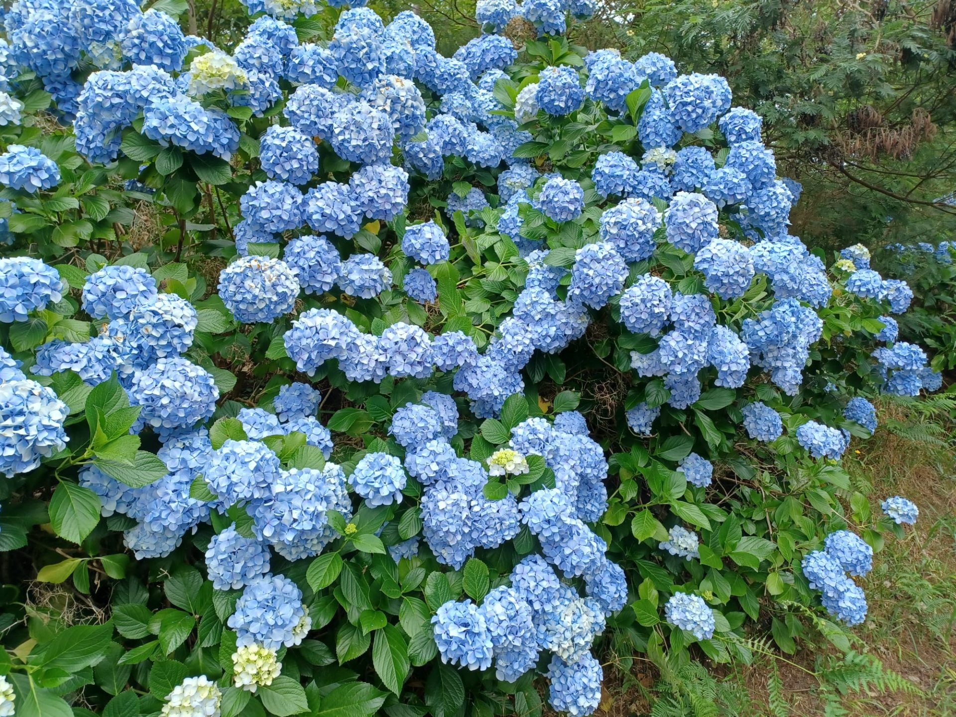 Voyage de groupe à Madère lîle aux fleurs