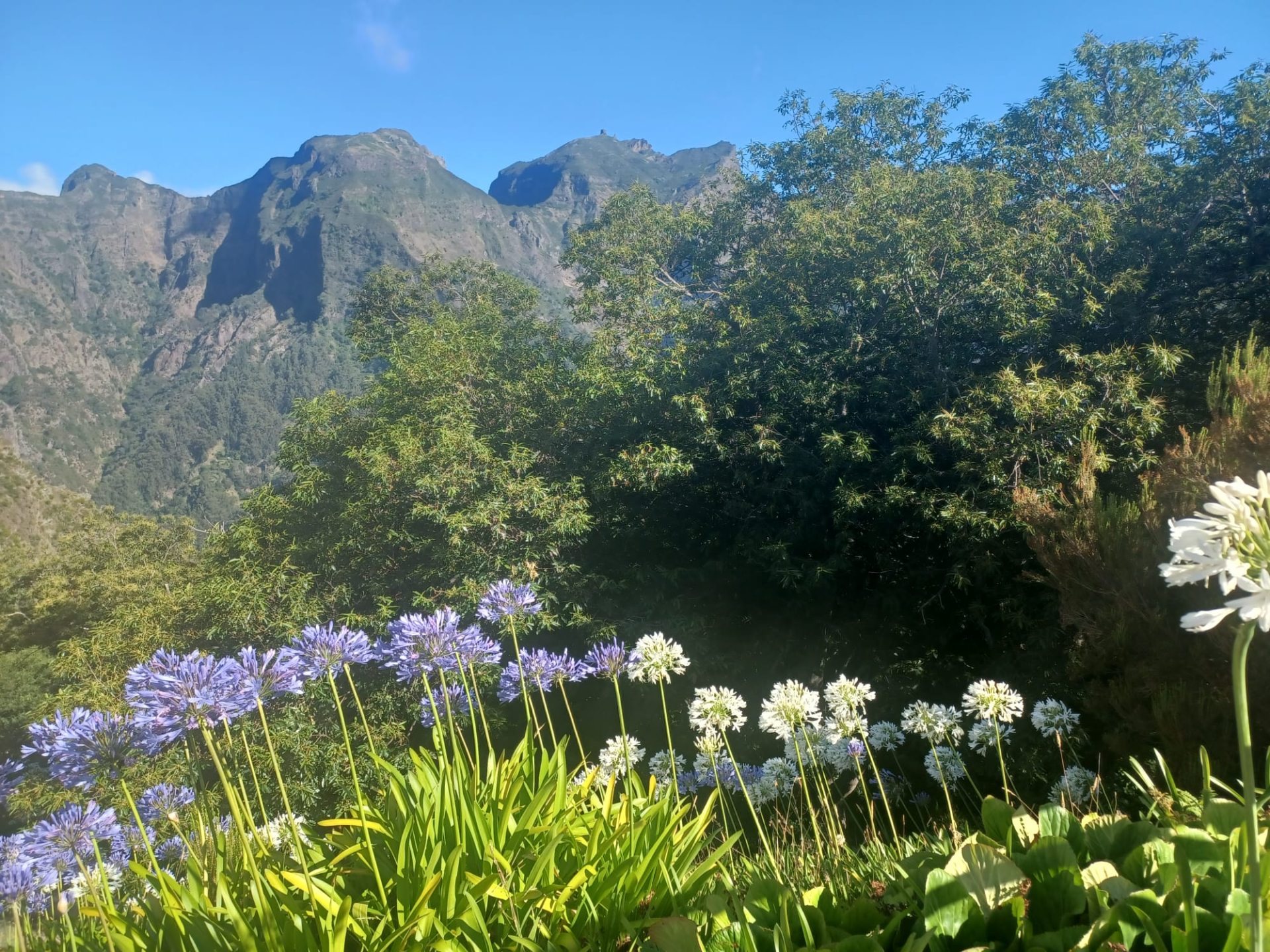 Voyage de groupe à Madère pour la fête des fleurs
