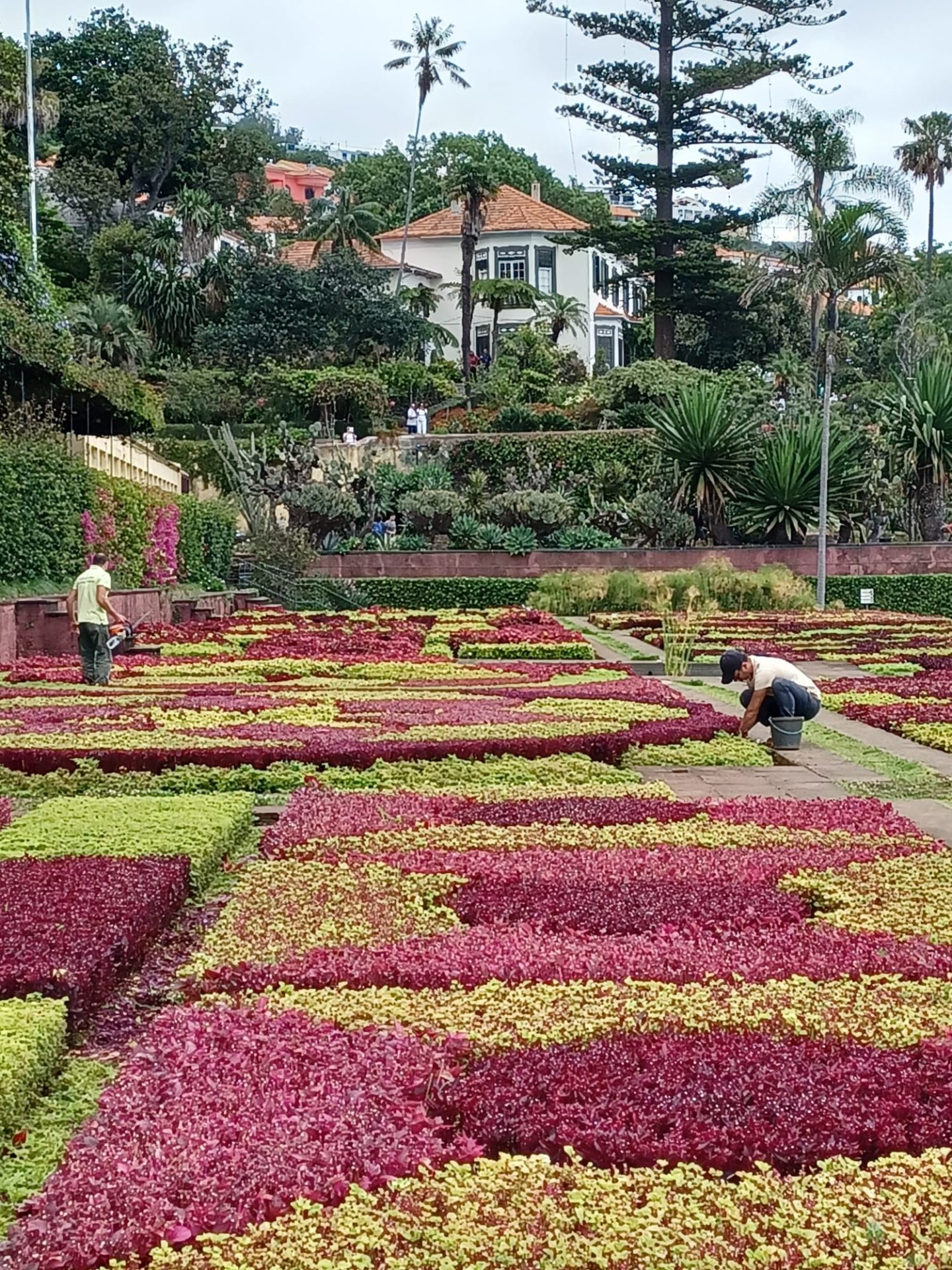 Voyage découverte botanique à Madère