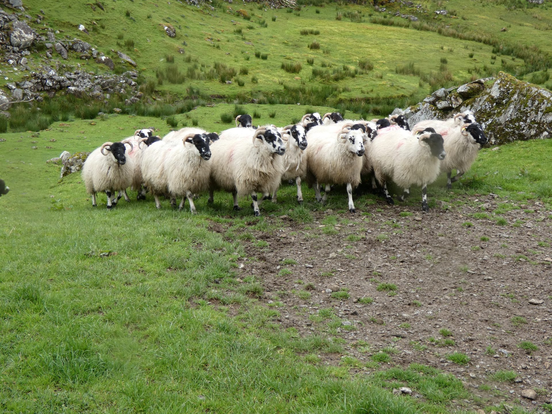 Découverte de lIrlande du Nord en Groupe