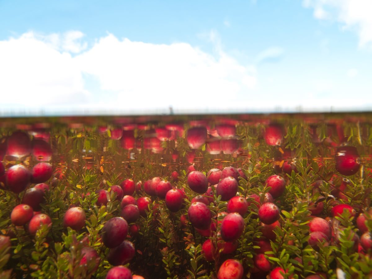 Jour 9 : Québec - Victoriaville