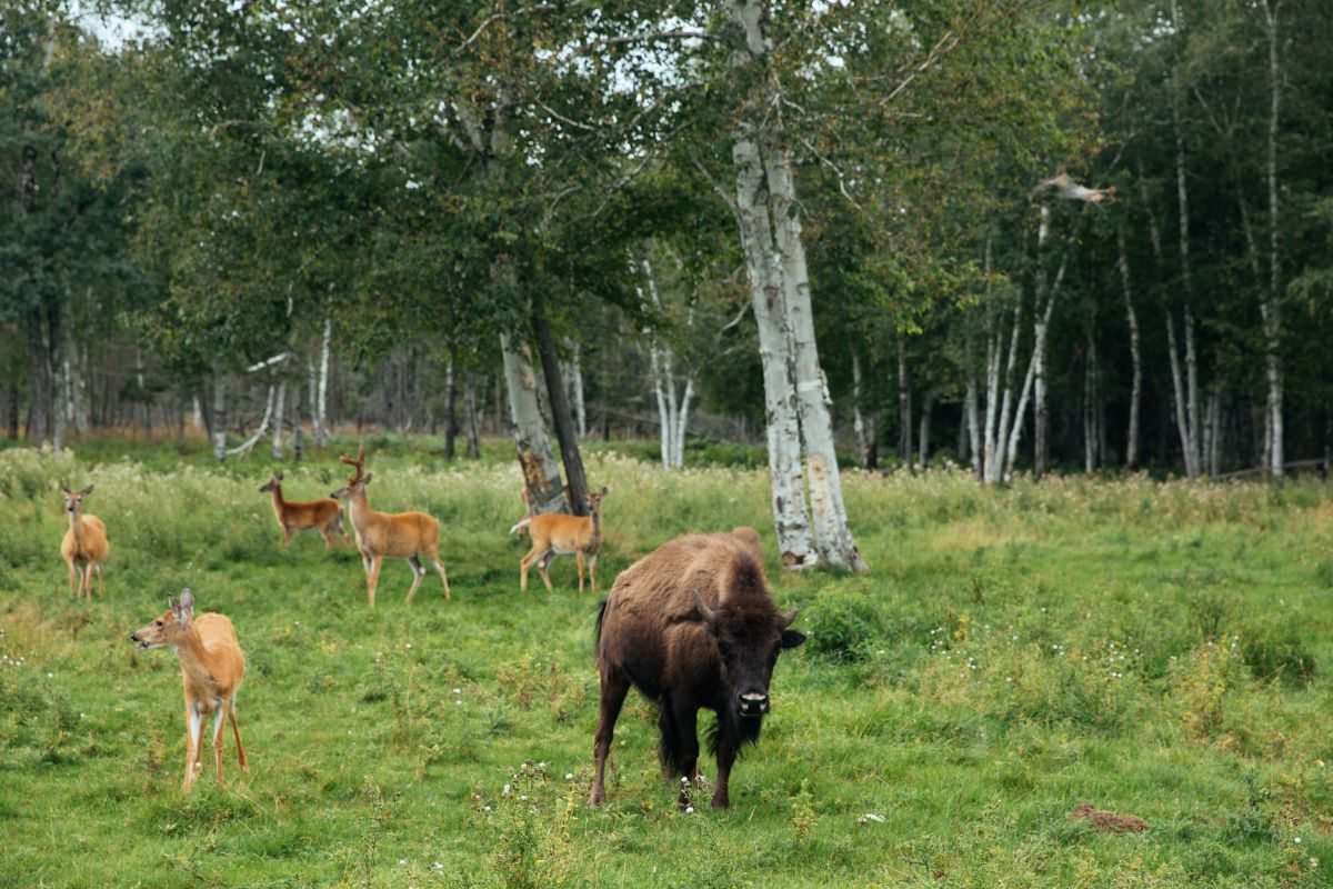 Jour 6 : Lac Saint-Jean et parc de Saint Félicien