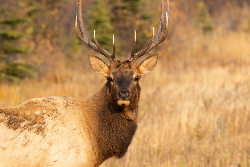 Jour 6 : Lac Saint-Jean et parc de Saint Félicien