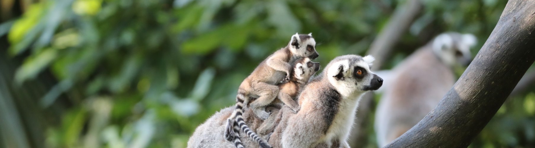 Lémuriens au zoo parc de Beauval