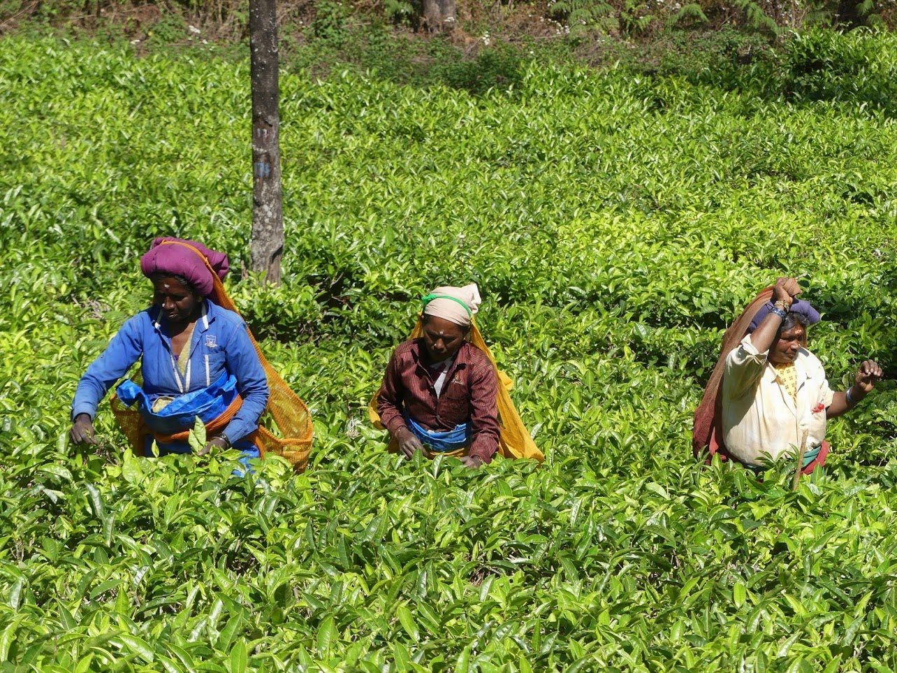 Circuit exclusif Agence Evalys en Inde du Sud