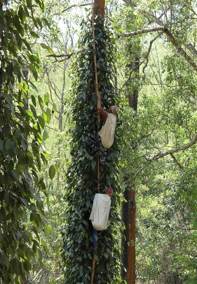 Découverte des plantations dHévéas - Inde du Sud KUMARAKOM